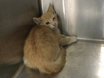 A1924239 -  Domestic Short Hair Cat for Adoption in Thousand Palms, California - A1924239 | PetCurious