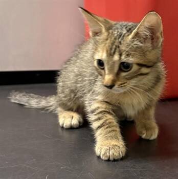 PENNY -  Domestic Short Hair Cat for Adoption in Minneapolis, Minnesota - PENNY | PetCurious