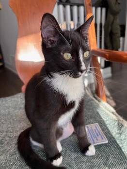 Domestic Short Hair Cats Available for Adoption - Anika (+Sibling) | PetCurious