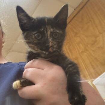 Tomato -  Domestic Short Hair Cat for Adoption in Parrish, Alabama - Tomato | PetCurious