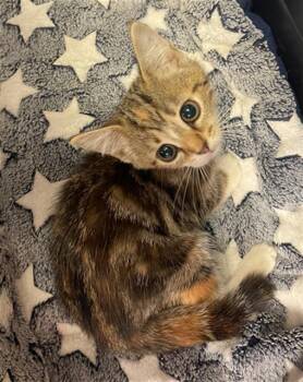 SWEET PEA -  Domestic Short Hair Cat for Adoption in Columbia, South Carolina - SWEET PEA | PetCurious