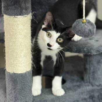 Rescue Domestic Short Hair Cats for Adoption in Newport News, Virginia - Ember | PetCurious