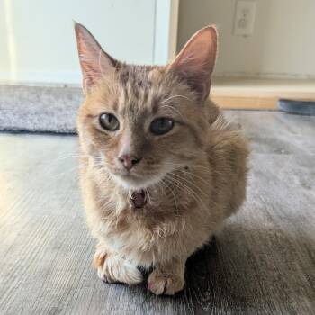 Domestic Short Hair Cats Available for Adoption in Wichita, Kansas - Saffy | PetCurious