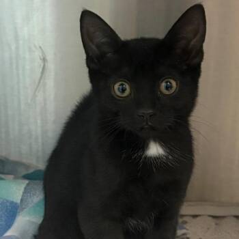Dos -  Domestic Short Hair Cat for Adoption in East Hanover, New Jersey - Dos | PetCurious