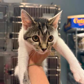 Maisie -  Domestic Short Hair Cat for Adoption in Chattanooga, Tennessee - Maisie | PetCurious