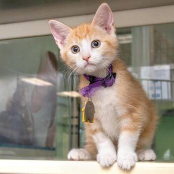HISTORY -  Domestic Short Hair Cat for Adoption in St. Louis, Missouri - HISTORY | PetCurious