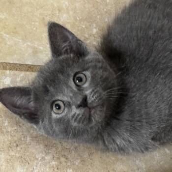 Rescue Domestic Short Hair Cats for Adoption in Irondequoit, New York - Indigo | PetCurious