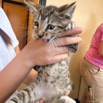 Dissi -  Domestic Short Hair Cat for Adoption in Corinth, Mississippi - Dissi | PetCurious