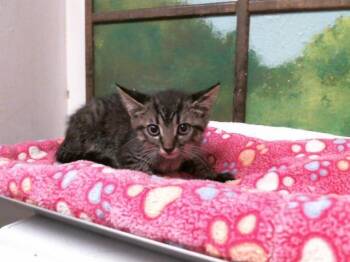 VICTOR -  Domestic Short Hair Cat for Adoption in Houston, Texas - VICTOR | PetCurious