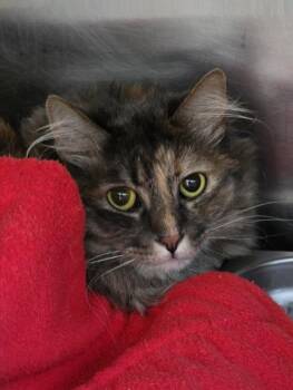 Jewel -  Domestic Medium Hair Cat for Adoption in Prineville, Oregon - Jewel | PetCurious