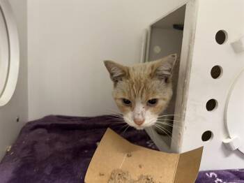 Domestic Short Hair Cats Available for Adoption in Ontario, California - BARON VON MEOW | PetCurious