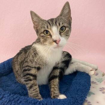 Turmeric -  Domestic Short Hair Cat for Adoption in Long Beach, California - Turmeric | PetCurious