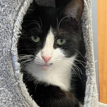 Domestic Short Hair Cats Available for Adoption - SMARTIES (CR/SC) | PetCurious