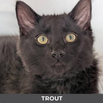 Domestic Short Hair Cats Available for Adoption in Toronto, Ontario - Trout | PetCurious