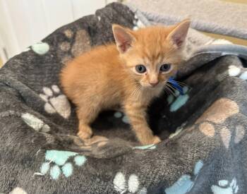 Fumbles-Not at the Shelter (Faith) Av 7/3 -  Domestic Short Hair and Tabby Cat for Adoption in Rustburg, Virginia - Fumbles-Not At The Shelter (Faith) Av 7/3 | PetCurious