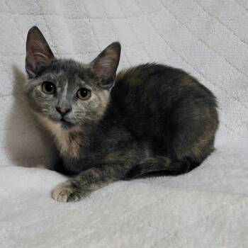 Dilute Tortoiseshell Cats Available for Adoption in Bentonville, Arkansas - April | PetCurious