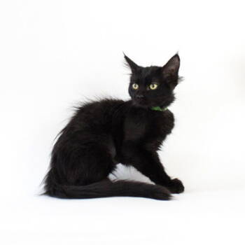 Rescue Domestic Short Hair Cats for Adoption in Florence, Arizona - Sparkle Pants | PetCurious