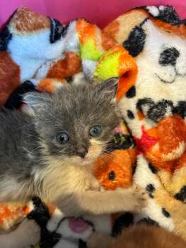 Domestic Short Hair Cats Available for Adoption in Pine Grove, Pennsylvania - Marcie | PetCurious