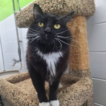Rescue Domestic Long Hair Cats for Adoption in Albert Lea, Minnesota - Toes | PetCurious