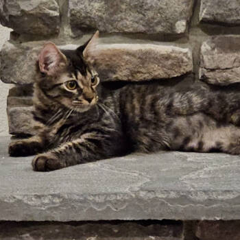 Rescue Domestic Long Hair Cats for Adoption in Debary, Florida - Squeak | PetCurious