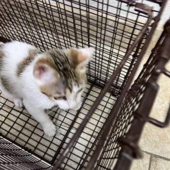 Guido -  Domestic Short Hair Cat for Adoption in Galveston, Texas - Guido | PetCurious