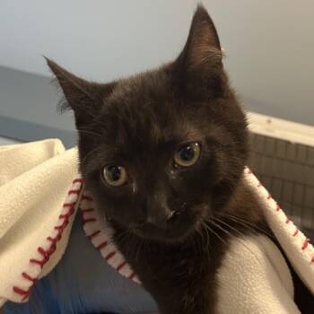 Stormy -  Domestic Short Hair Cat for Adoption in Ruckersville, Virginia - Stormy | PetCurious