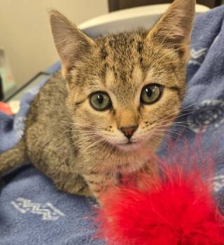 Rescue Domestic Short Hair Cats for Adoption in Yankton, South Dakota - Bobbie | PetCurious