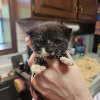 Harry -  Domestic Medium Hair Cat Available for Adoption in Fulton, Missouri - Harry | PetCurious