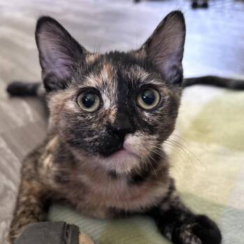Brie -  Domestic Short Hair Cat for Adoption in Newborn, Georgia - Brie | PetCurious