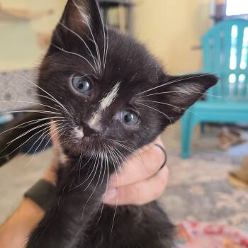 Domestic Short Hair and Tuxedo Cats Available for Adoption in Greensboro, Georgia - Katia - Winterville, GA | PetCurious