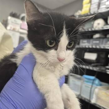 Novie -  Domestic Short Hair Cat for Adoption in Salt Lake City, Utah - Novie | PetCurious