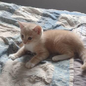 Rosie -  Domestic Short Hair Cat for Adoption in Terrebonne, Quebec - Rosie | PetCurious