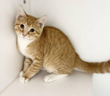 Shane -  Domestic Short Hair Cat for Adoption in Rochester, Indiana - Shane | PetCurious