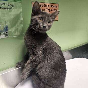 Domestic Short Hair Cats Available for Adoption in Austin, Texas - Jeni | PetCurious