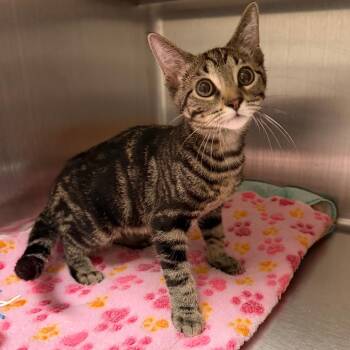 Richard Simmons -  Domestic Short Hair Cat for Adoption in Naperville, Illinois - Richard Simmons | PetCurious