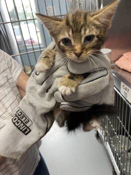 Libra - At shelter c -  Domestic Short Hair Cat for Adoption in Rustburg, Virginia - Libra - At Shelter C | PetCurious