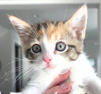 Hala -  Domestic Short Hair Cat for Adoption in Millcreek, Utah - Hala | PetCurious