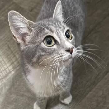 Cotton Tail -  Domestic Short Hair Cat for Adoption in Daphne, Alabama - Cotton Tail | PetCurious