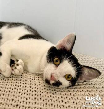 C-Rex -  Domestic Short Hair Cat for Adoption in Washington, District Of Columbia - C-Rex | PetCurious