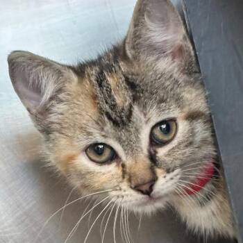 Pop -  Domestic Short Hair Cat for Adoption in Chicago, Illinois - Pop | PetCurious