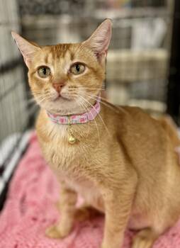 Rescue Domestic Short Hair Cats for Adoption in Lawrenceville, Georgia - Ginger | PetCurious