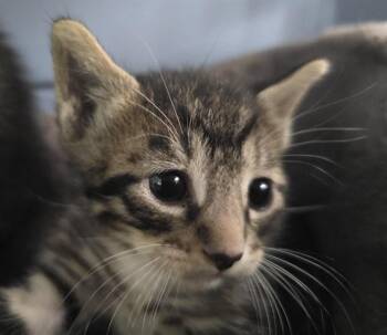 BODIE -  Domestic Short Hair Cat Available for Adoption in Fort Lauderdale, Florida - BODIE | PetCurious
