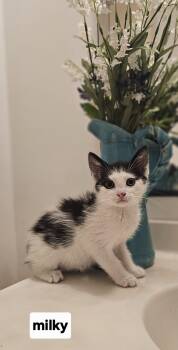 milky -  Domestic Short Hair Cat for Adoption in Seven Valleys, Pennsylvania - Milky | PetCurious