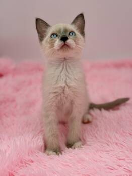 File Not Found -  Siamese Cat for Adoption in Covington, Louisiana - File Not Found | PetCurious