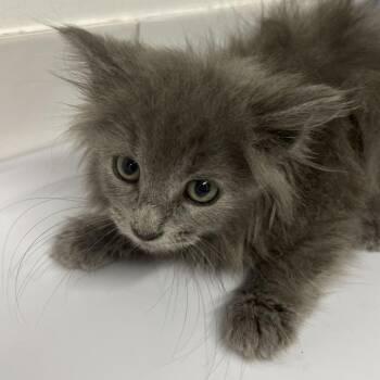 Vanilla Baby -  Domestic Long Hair Cat for Adoption in St. Louis, Missouri - Vanilla Baby | PetCurious