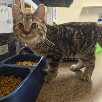Spencer -  Domestic Short Hair Cat for Adoption in West Branch, Michigan - Spencer | PetCurious