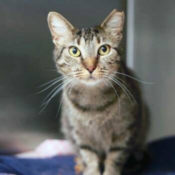 Chihiro -  Domestic Short Hair Cat for Adoption in Atlanta, Georgia - Chihiro | PetCurious