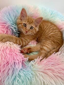 Jeff -  Domestic Short Hair Cat for Adoption in Millcreek, Utah - Jeff | PetCurious
