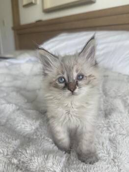 Uhura -  Domestic Long Hair Cat for Adoption in Fruit Heights, Utah - Uhura | PetCurious