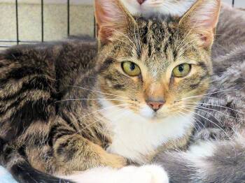 Domestic Short Hair Cats Available for Adoption - SOX | PetCurious